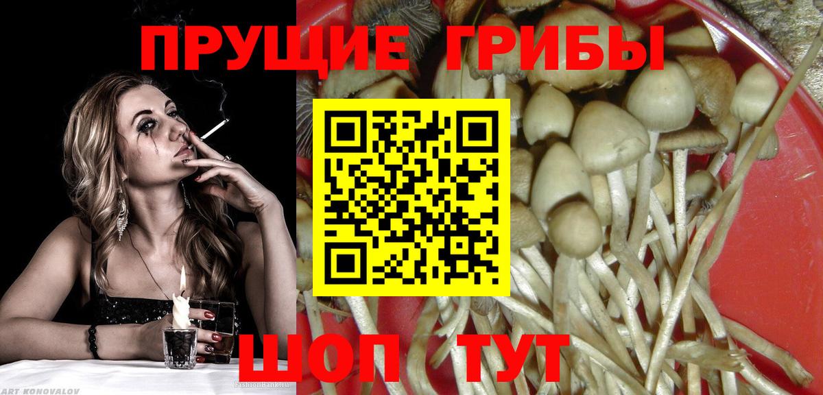 Псилоцибиновые грибы Psilocybe Лиски